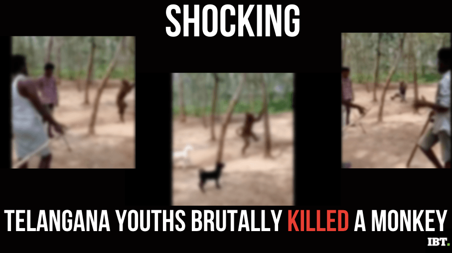 Monkey killed in Telangana