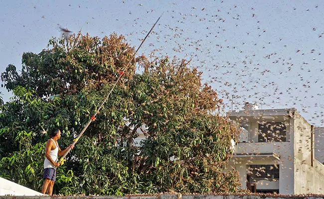 Make Noise, Shut Windows: Gurgaon Administration Warns Of Locust Attack