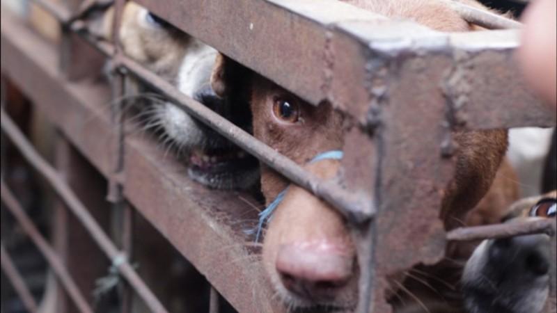 Indonesias dog meat trade exposed in horrific video