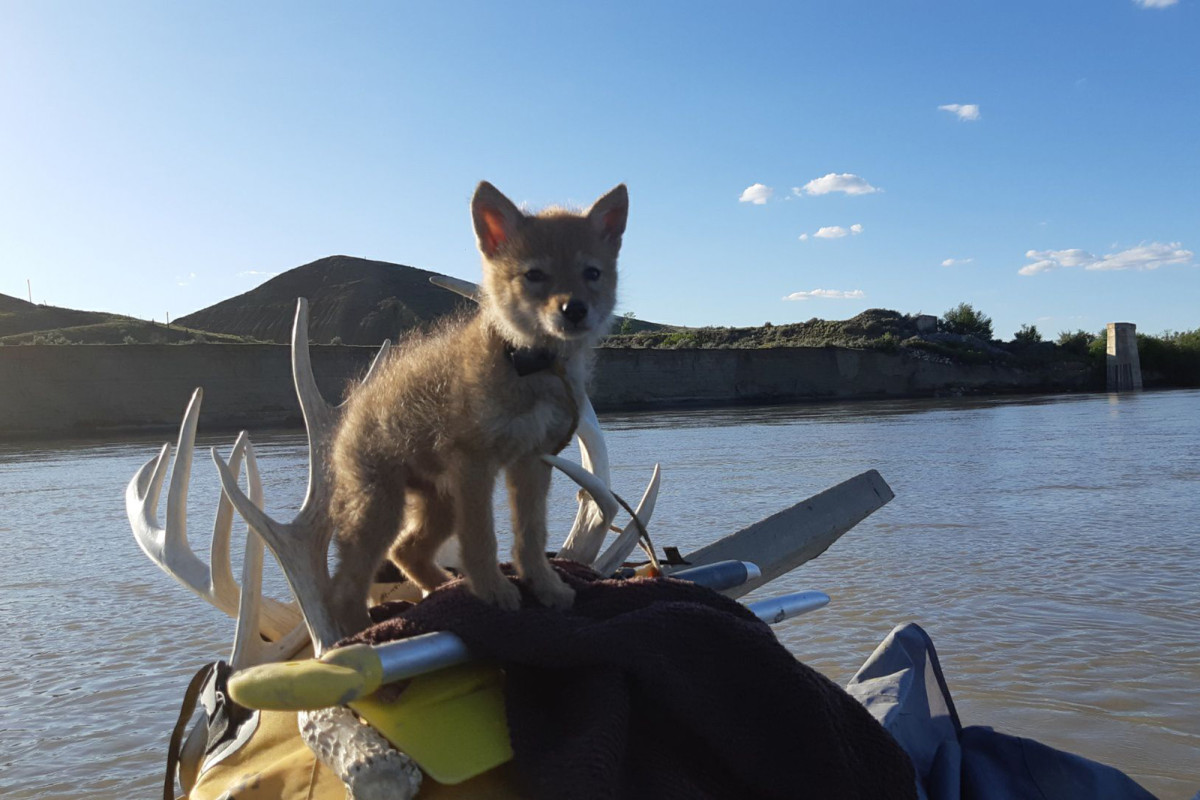 Rafter saves coyote pup from drowning, nurses it back to health