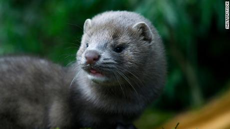 A mink may have infected a human with Covid-19, Dutch authorities believe