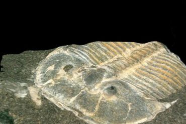Fabulous fossil preserves eyes of 429-million-year-old trilobite