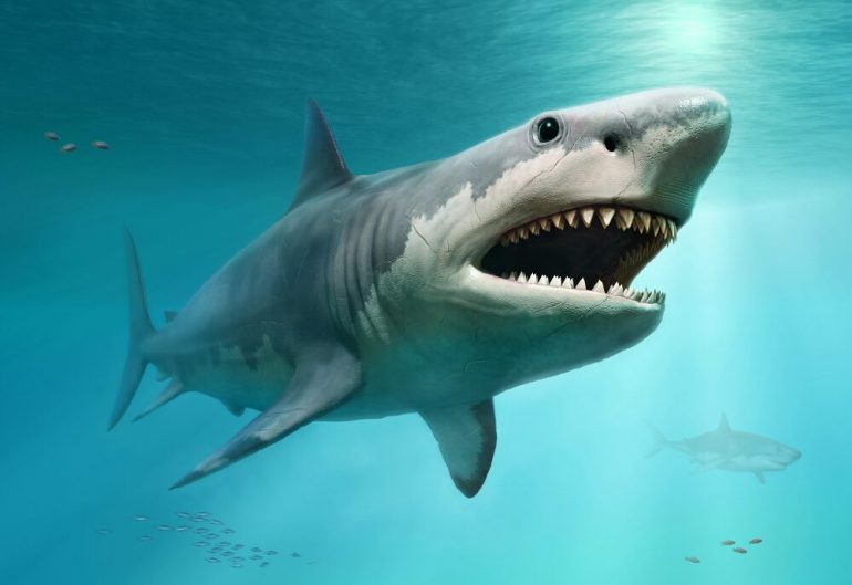 The 400-meter-old 'armored' fish may, as we know, change the history of sharks