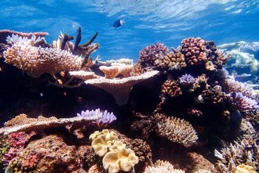 The first step in protecting the Great Barrier Reef is to understand what lives there