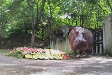 Thai Zoo Celebrates Hippopotamus' 55th Birthday