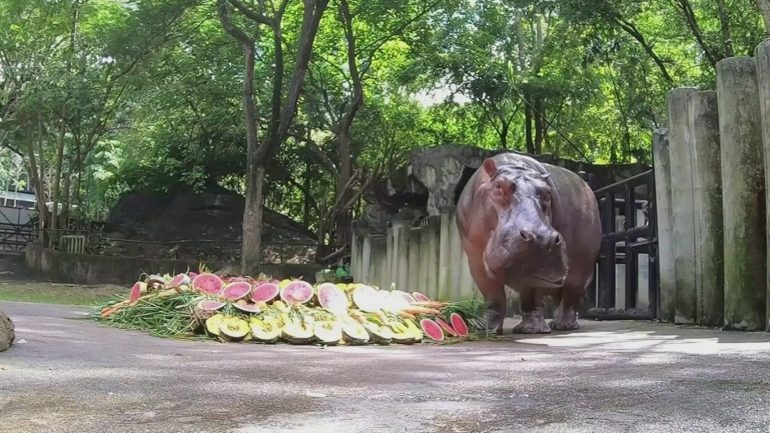 Thai Zoo Celebrates Hippopotamus' 55th Birthday