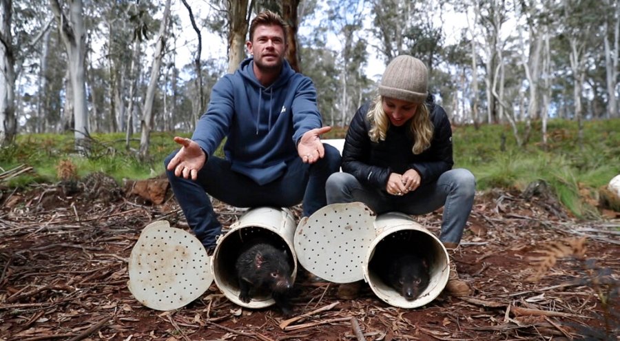 Actors Chris Hemsworth, left and Elsa Pattaki help the Tasmanian Devils out of the woods at Barrington Top in New South Wales, Australia.  (Via Christian Prieto / Wild Arc AP)
