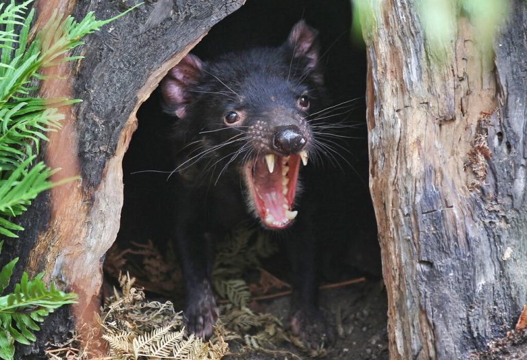 3,000 years later Tasmanian devils reappear on Australian mainland