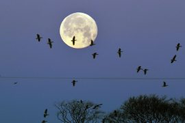 Rare 'Blue Moon' to appear on Halloween for the first time in two decades