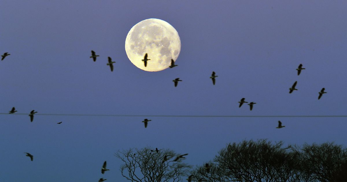 Rare 'Blue Moon' to appear on Halloween for the first time in two decades


