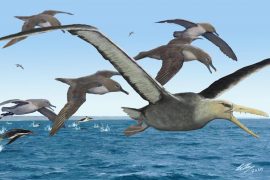 The study found that the Antarctic fossil could be the largest flying bird of all time