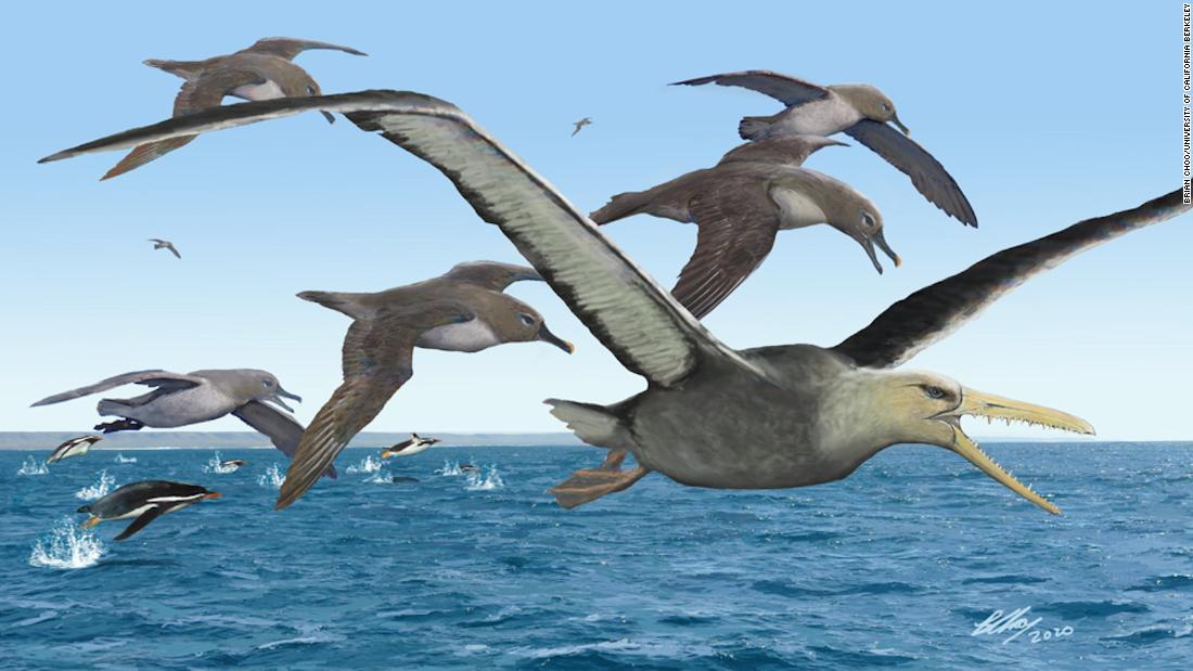 The study found that the Antarctic fossil could be the largest flying bird of all time


