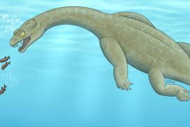 The newly discovered triassic lizard floats underwater to pick up prey
