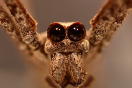 These spiders can hear with their feet