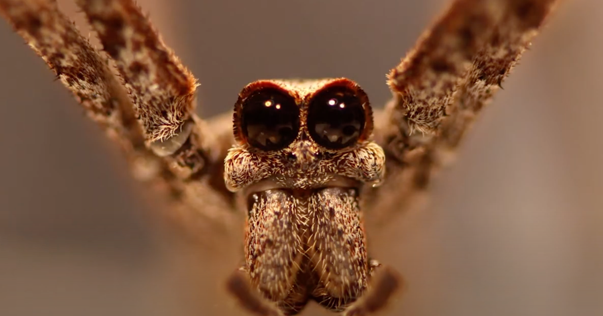 These spiders can hear with their feet

