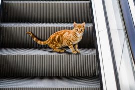 A cat clip going the wrong way from the escalator goes viral