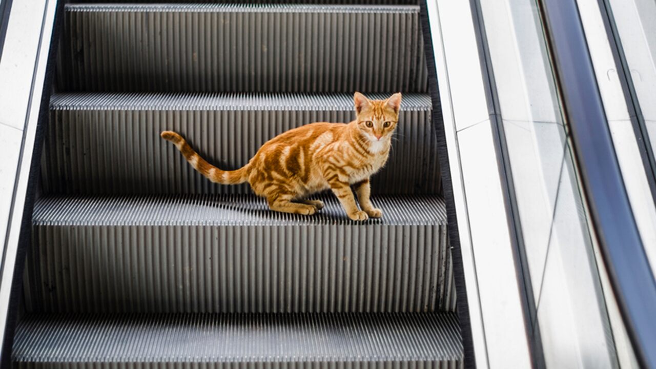 A cat clip going the wrong way from the escalator goes viral

