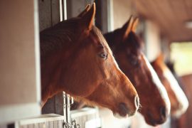 Stop feeding the horse as the manufacturer is looking for contamination
