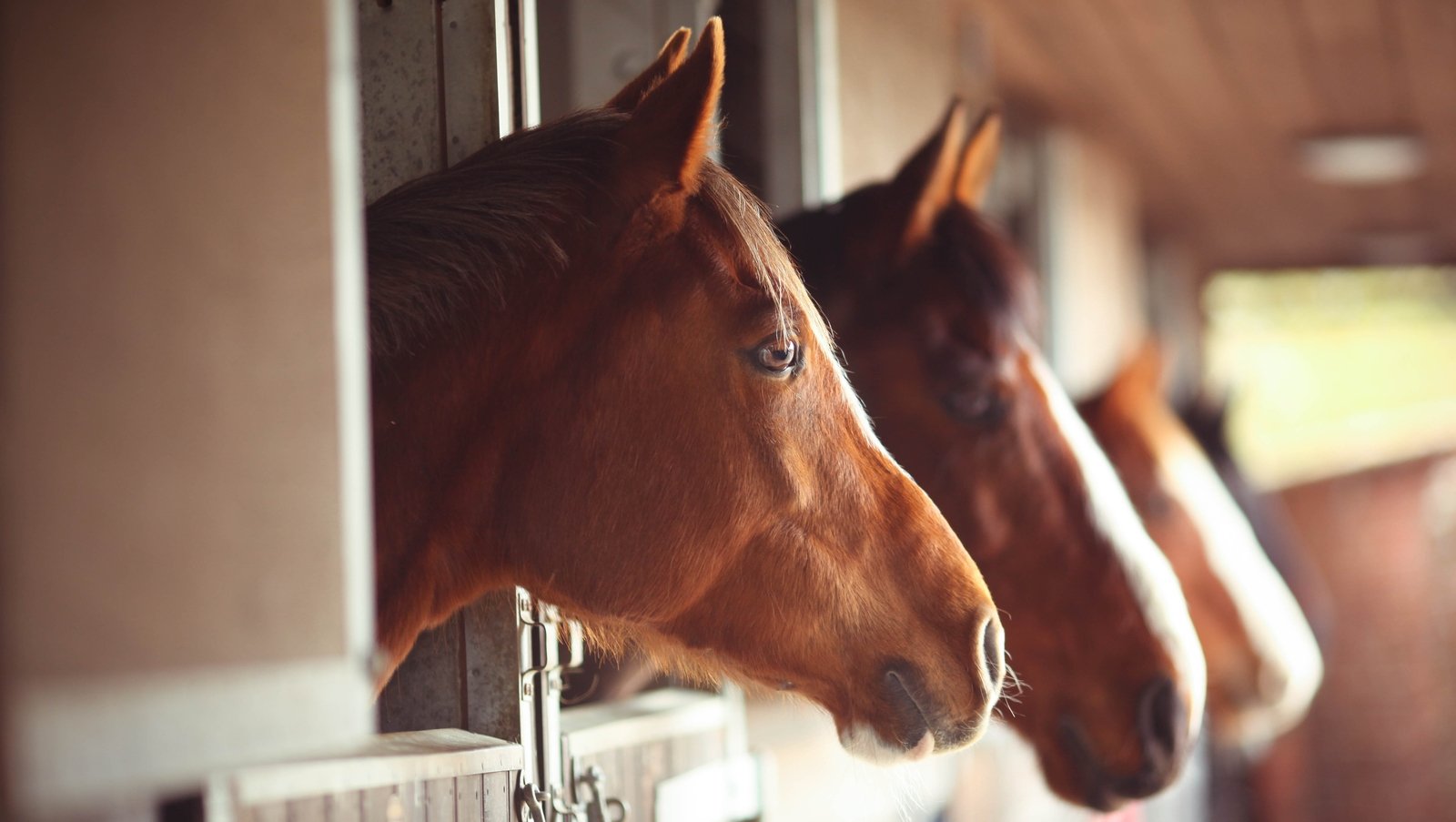 Stop feeding the horse as the manufacturer is looking for contamination

