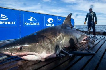 A 2,000-pound large white shark has been found near Miami