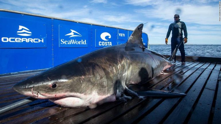 A 2,000-pound large white shark has been found near Miami