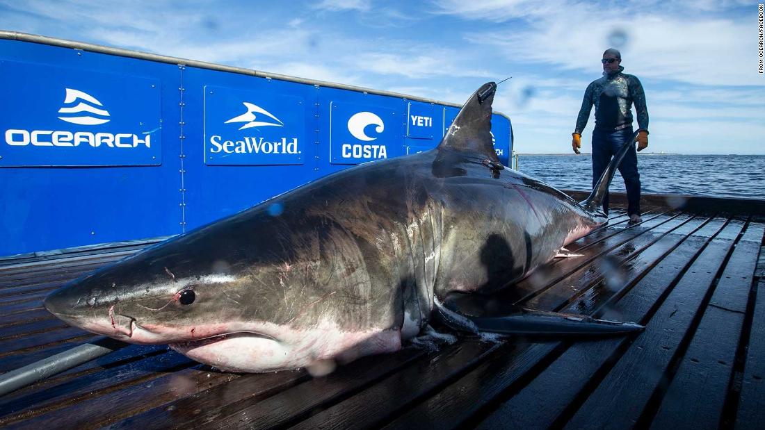 A 2,000-pound large white shark has been found near Miami


