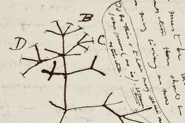 Darwin notebooks, invisible, now believed to have been stolen: NPR