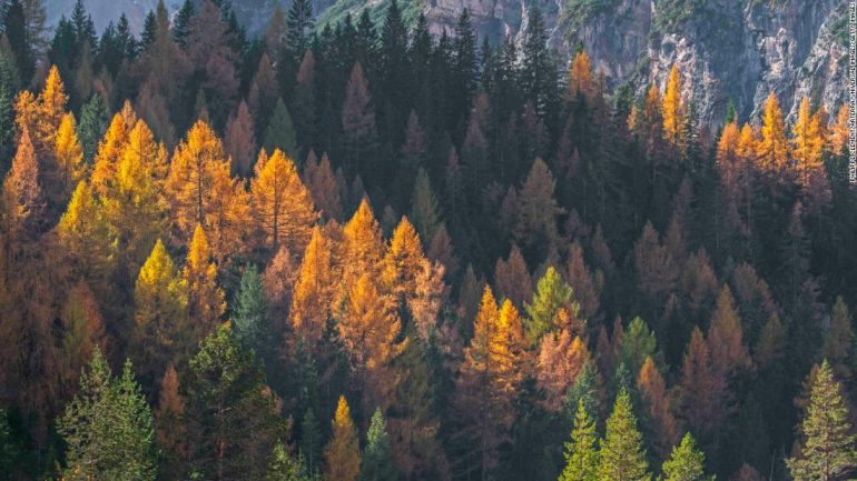 Trees lose their leaves early due to climate change