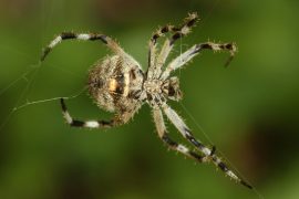 Spider silk is stronger than steel.  It adds itself.