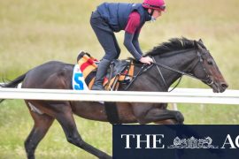 The coach’s lack of hope will not defeat Tiger Moth in the Melbourne Cup