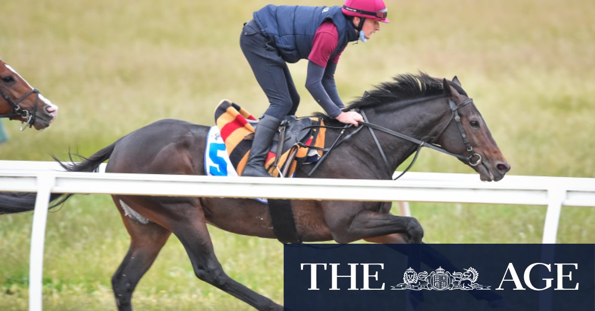 The coach’s lack of hope will not defeat Tiger Moth in the Melbourne Cup

