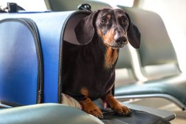 Animals with emotional support are no longer considered service animals on board, the DOT decides