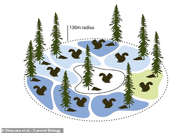 In their study, Drs.  Syracuse and colleagues analyzed 22 years of data on the Annan population of the Yukon - 427 feet (130 m) away, focusing on one central region and its environs.