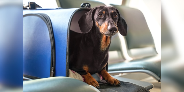 The U.S. Department of Transportation (DOT) has announced that animals with emotional support will no longer be considered service animals.