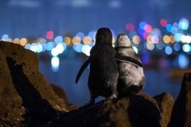 Award-winning photo of a widowed penguin comforted by city lights |  Nature