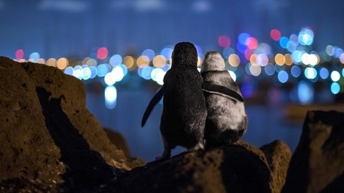   Award-winning photo of a widowed penguin comforted by city lights |  Nature

