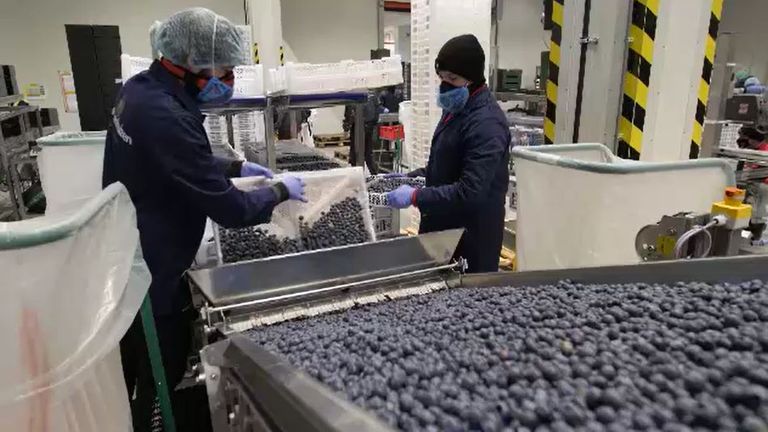 Family-run SherpenHuisen company processes blueberries for shipment to the UK