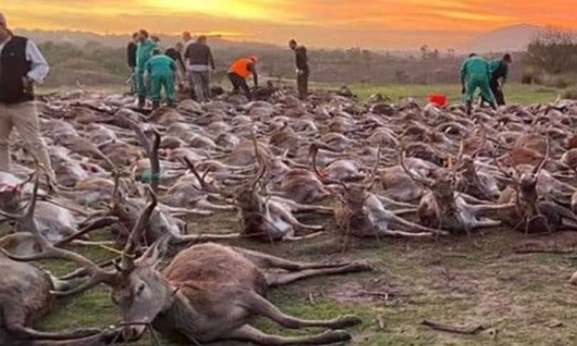 Spanish poachers kill 540 animals in Portugal, clashes between the two  countries