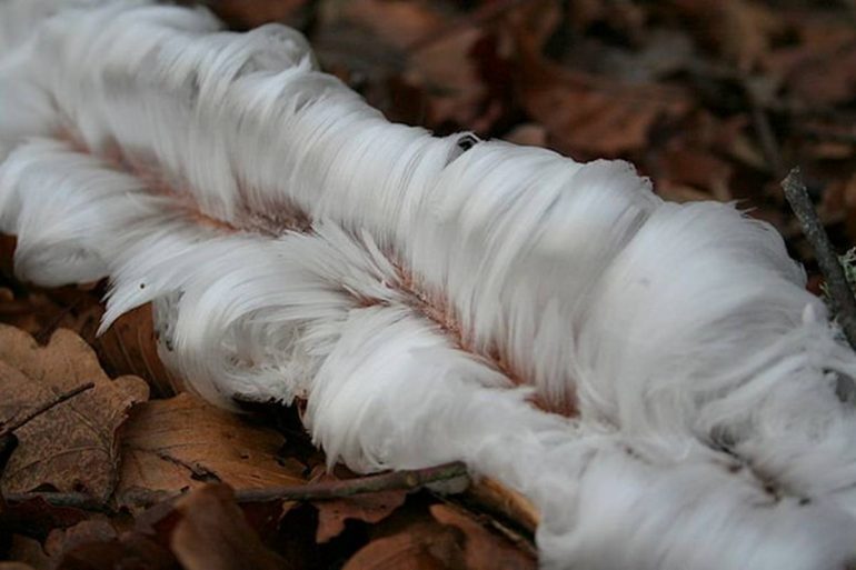 Ice hair?  The strange phenomenon of trees is attracting attention on the internet