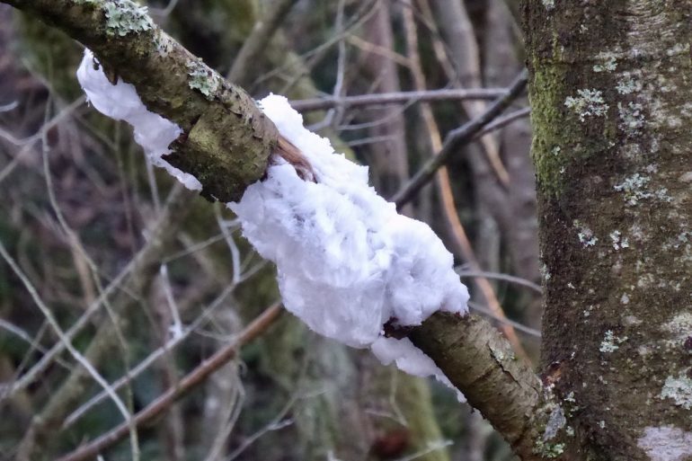 Trees in various forests in Ireland receive "ice hair"
