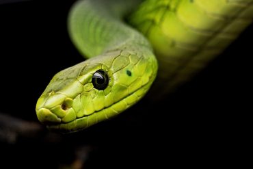 If a snake accidentally bites, will it die?  Find it