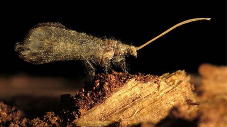 These insects kill six termites with a single toxin