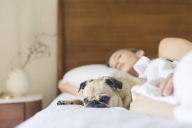 Can you sleep in bed with your dog?