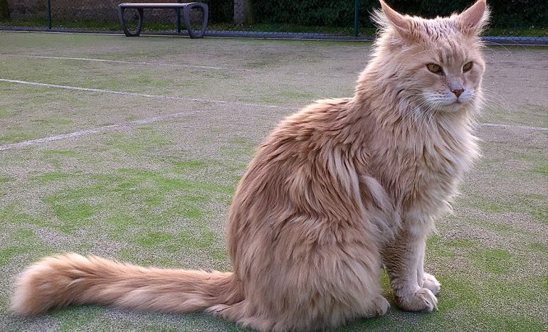 Finds the largest and largest cat in the world