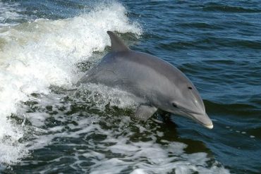 Ireland suspects Putin of missing dolphin "mascot"