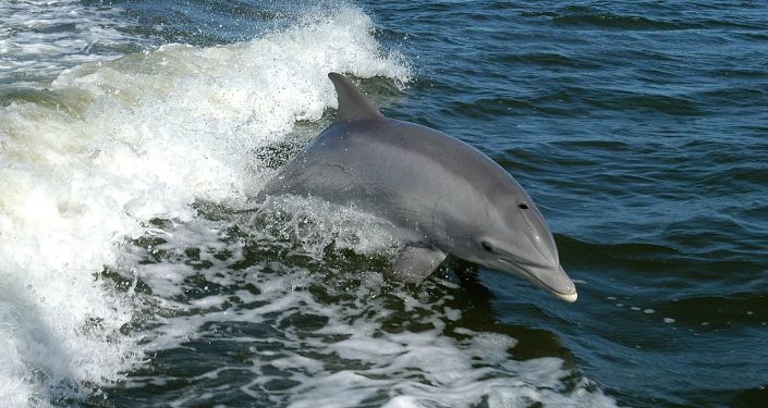 Ireland suspects Putin of missing dolphin "mascot"