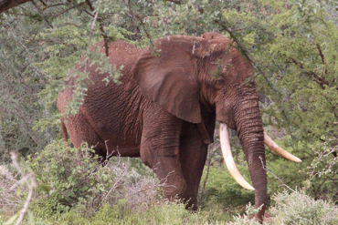 Man stabbed to death by elephant in Kenya - 01/04/2021