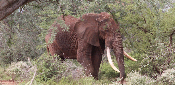 Man stabbed to death by elephant in Kenya - 01/04/2021

