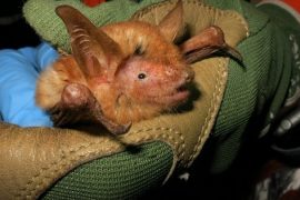 Scientists discover new species of orange bat - News