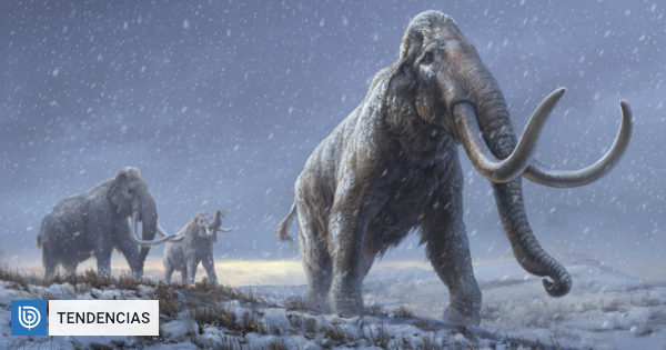   They recover the world's oldest DNA from the remains of mammoths more than a million years old |  Technology


